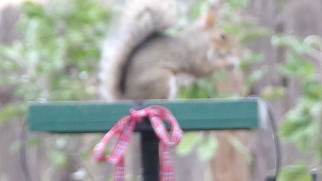 Eastern Gray Squirrel - ML646409718