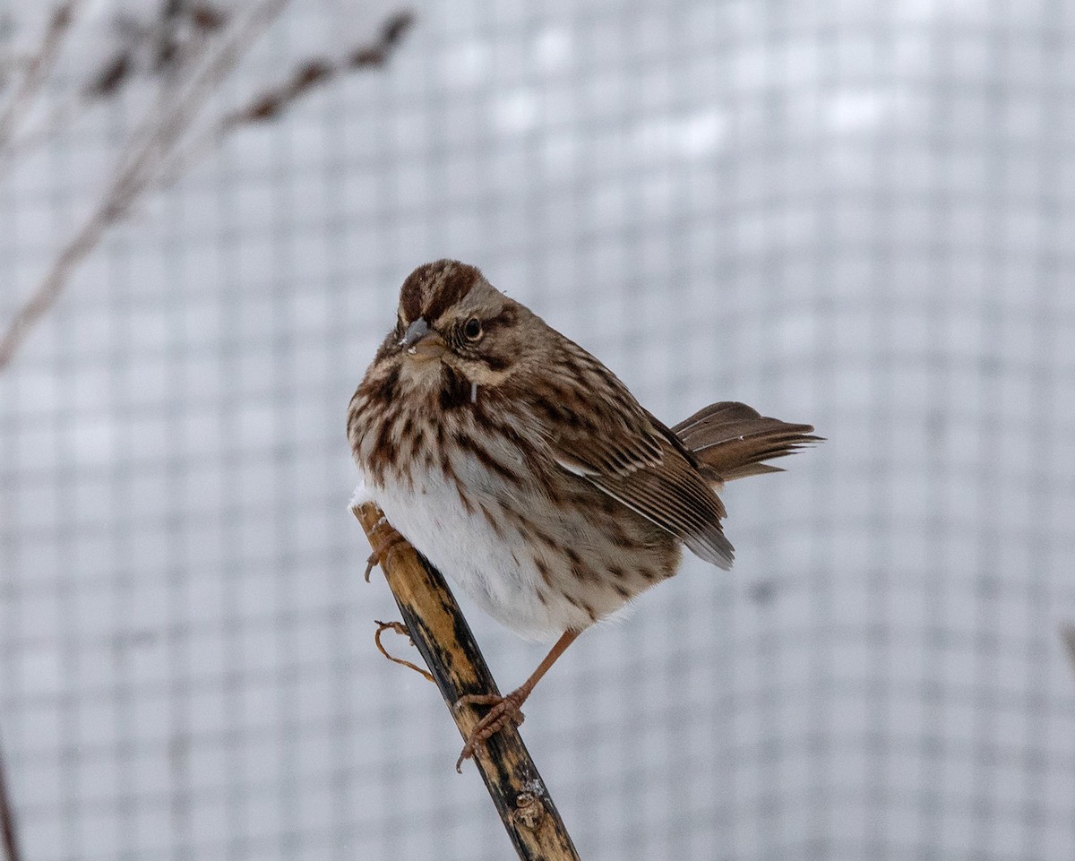 Singammer - ML646409719