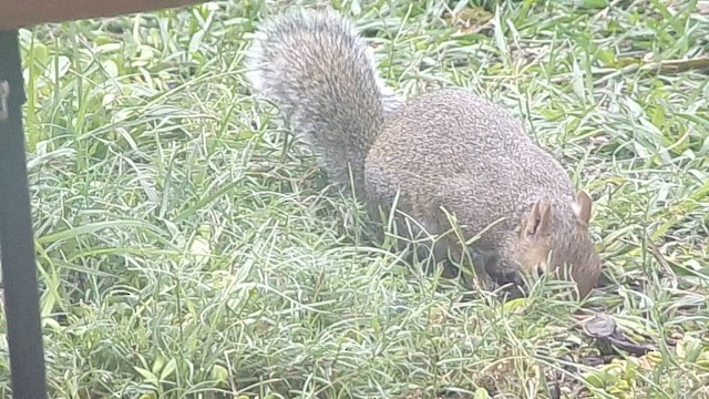 Schwirrammer - ML646409720