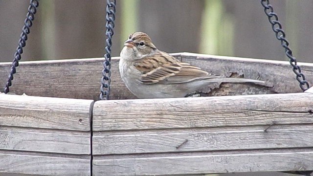 Schwirrammer - ML646409721