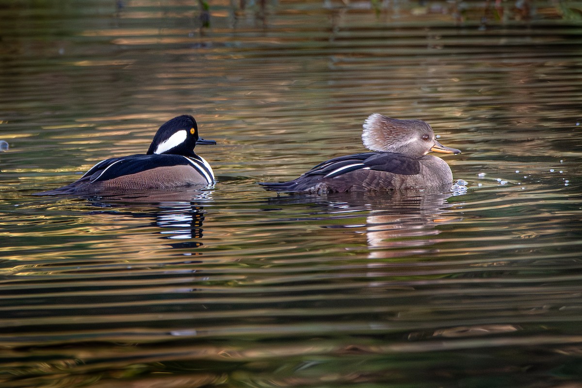 Kappensäger - ML646409722