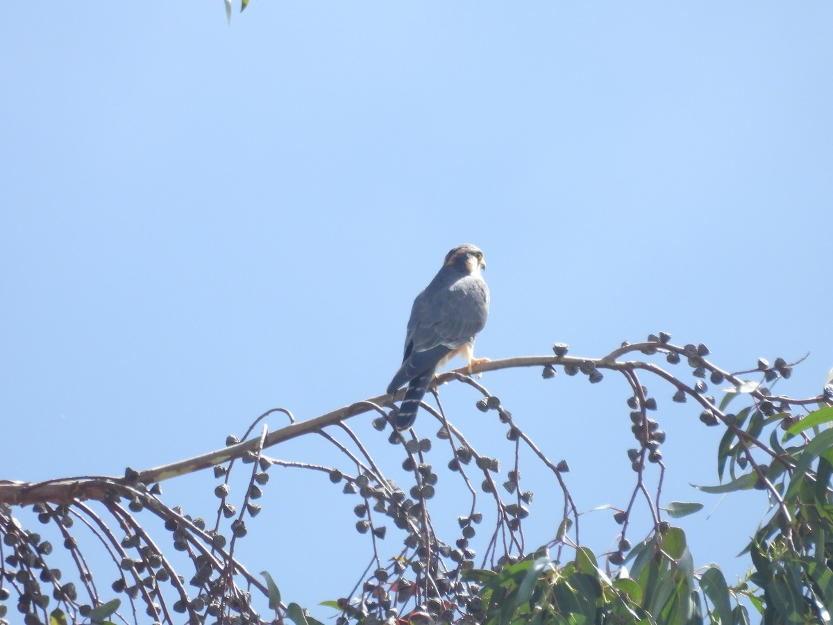 Aplomadofalke - ML646409723