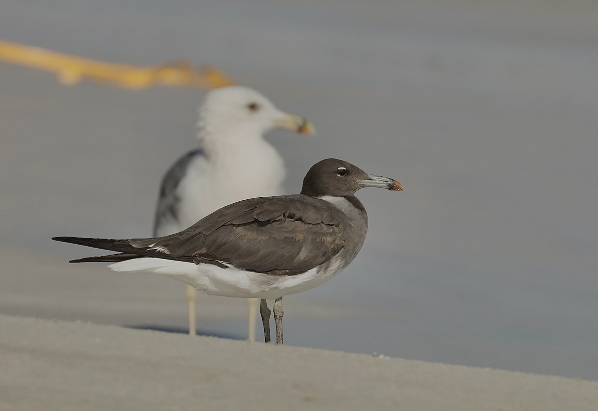 Hemprichmöwe - ML646409726