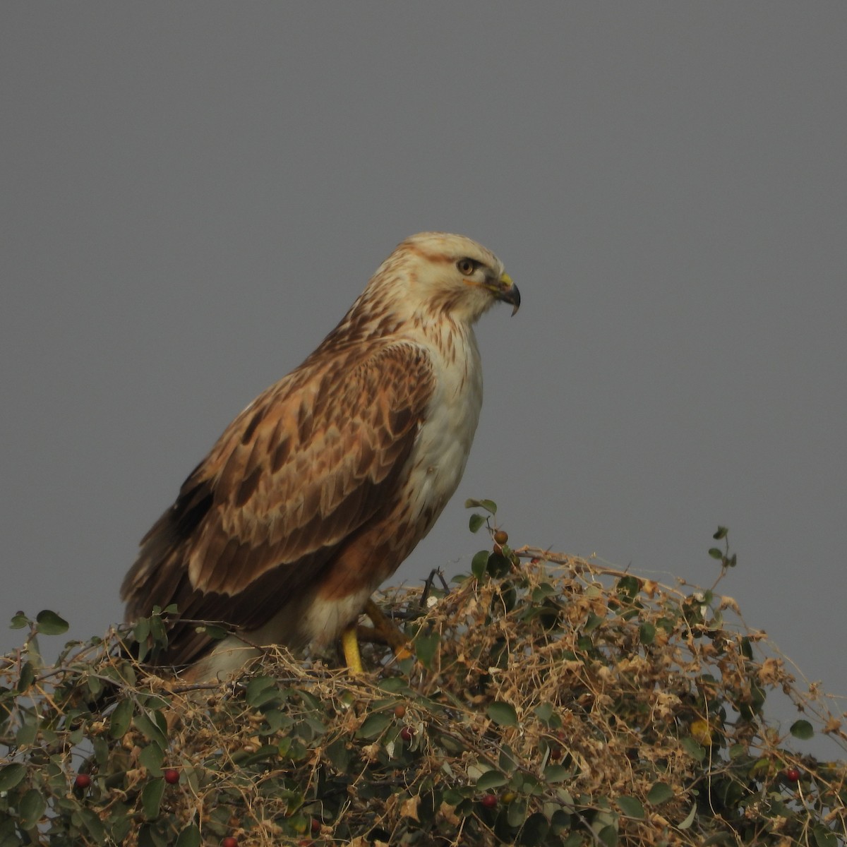 Adlerbussard - ML646409727