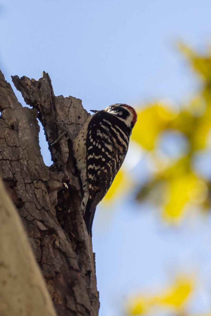 Nuttallspecht - ML646409728