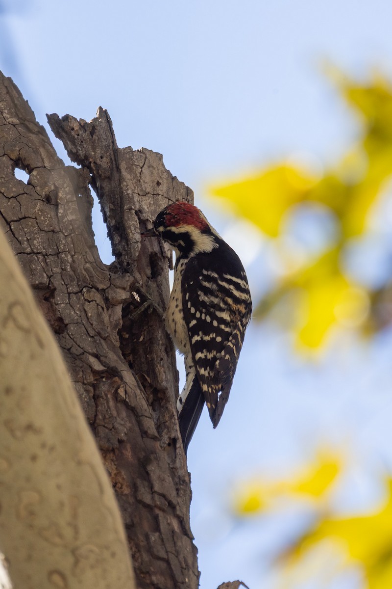 Nuttallspecht - ML646409729