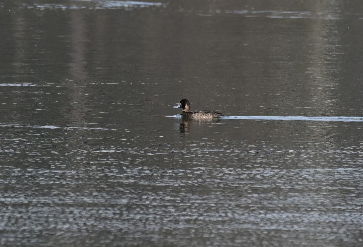 Bergente - ML646409732