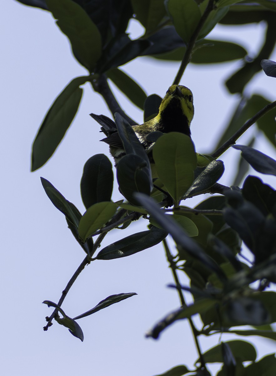 Grünmantel-Waldsänger - ML646409733