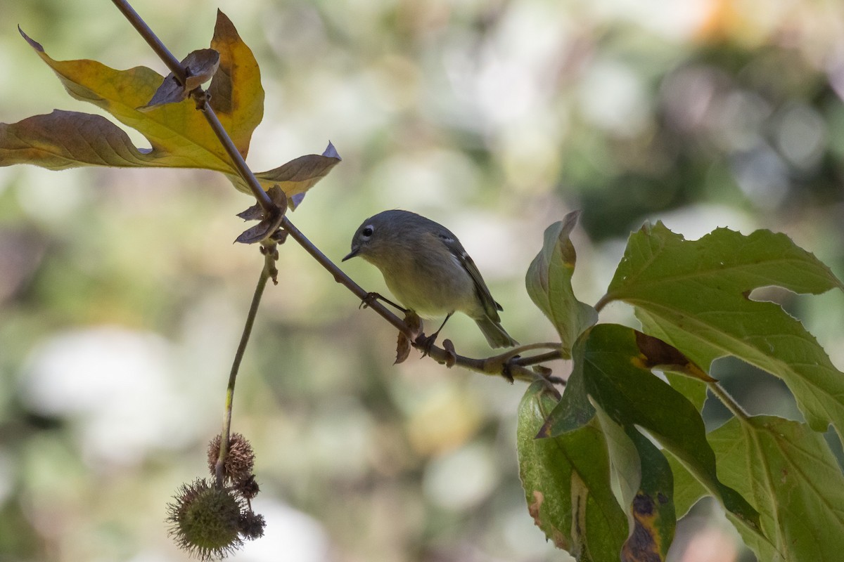 Rubingoldhähnchen - ML646409734