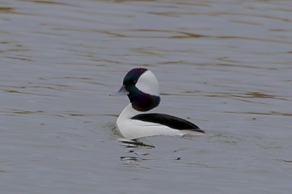 Büffelkopfente - ML646409735