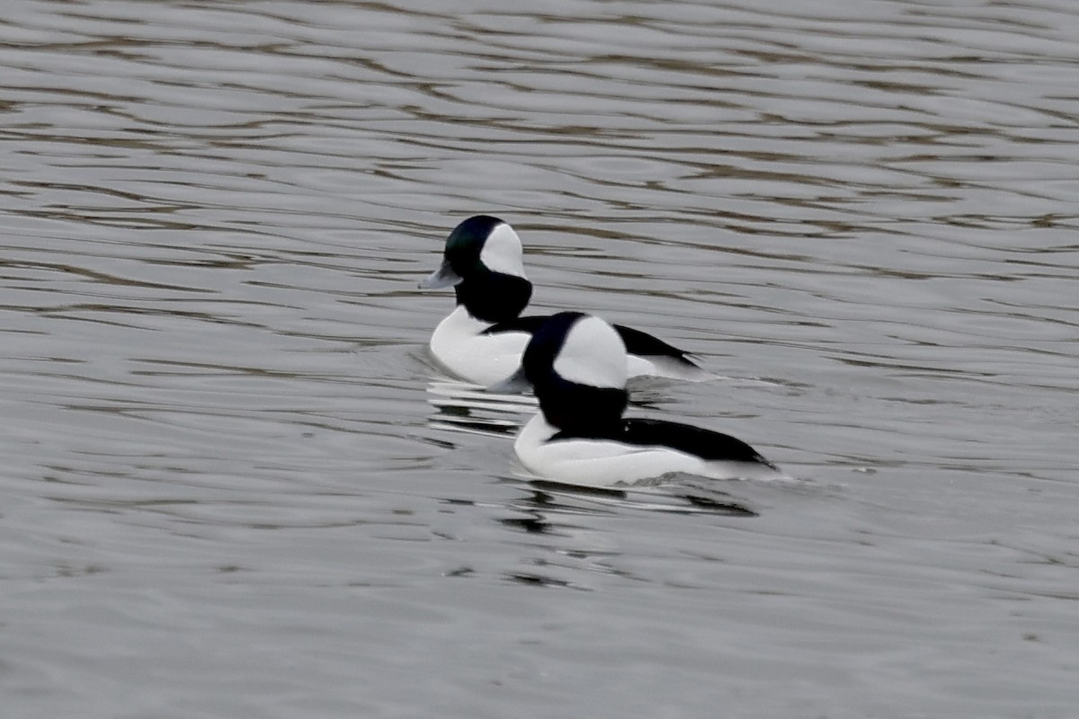 Büffelkopfente - ML646409736