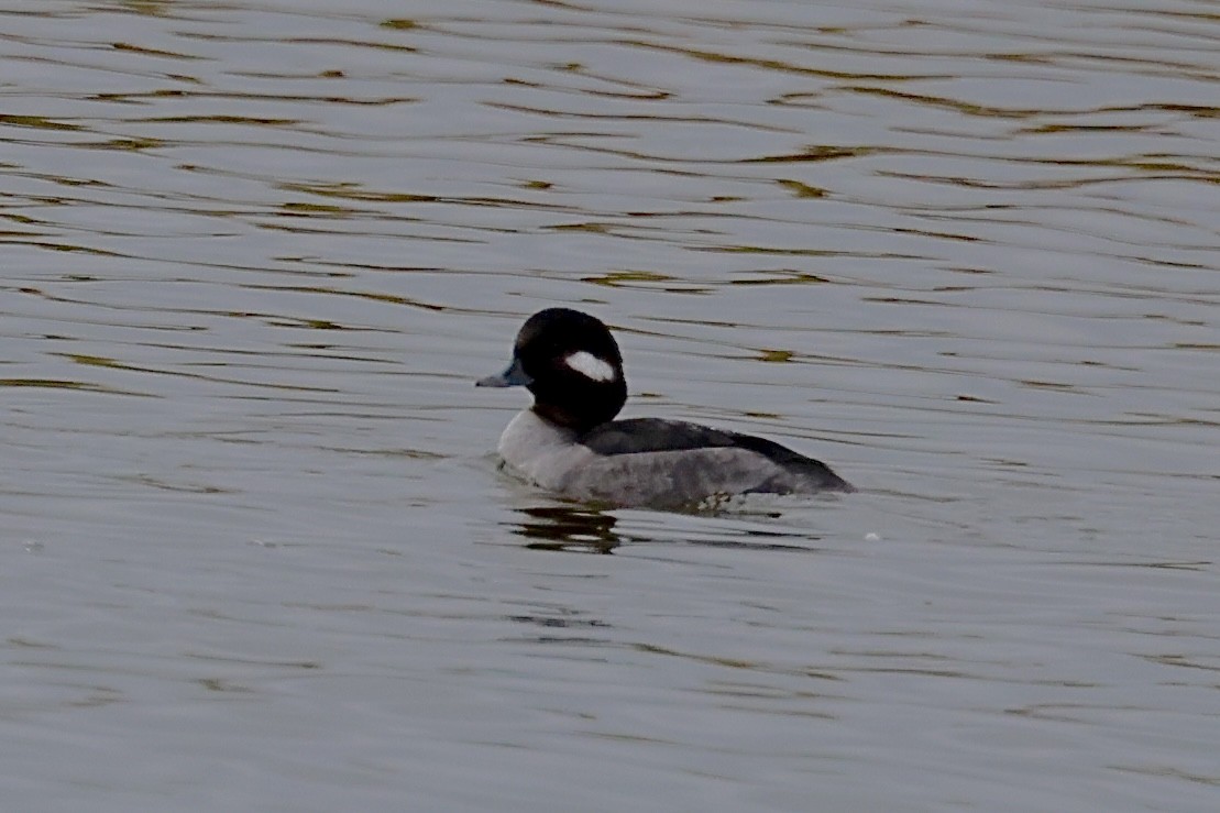 Büffelkopfente - ML646409738