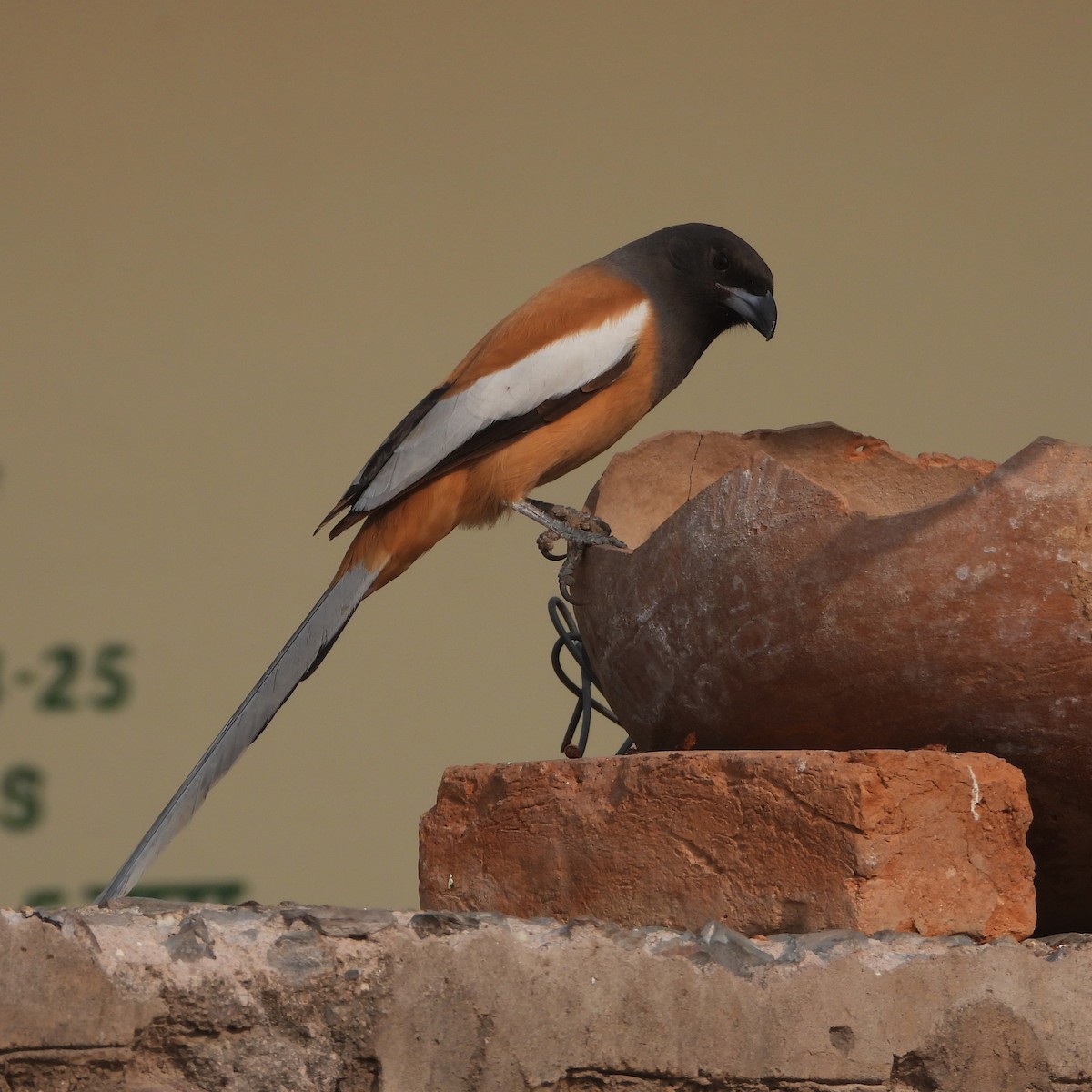 Wanderbaumelster - ML646409740