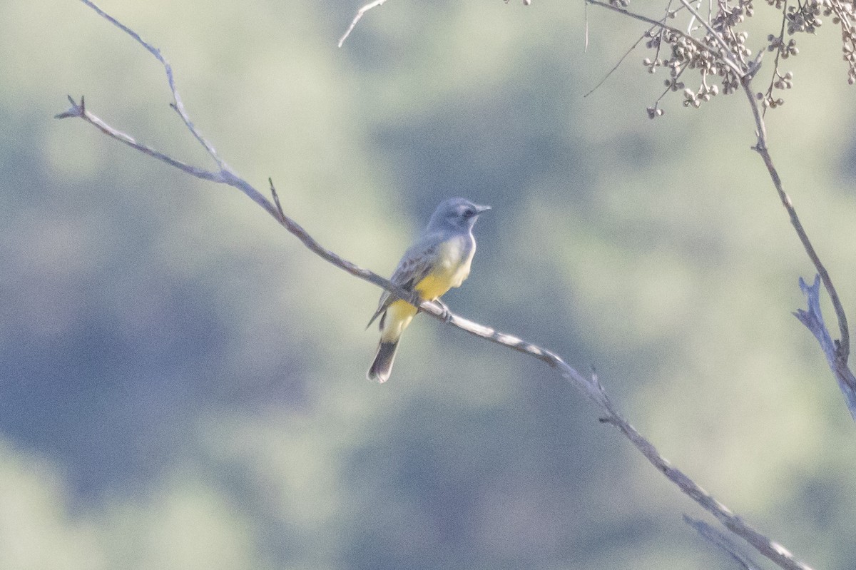 Cassin's Kingbird - ML646409742