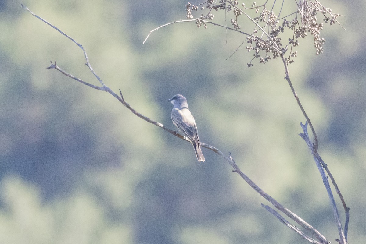 Cassin's Kingbird - ML646409743