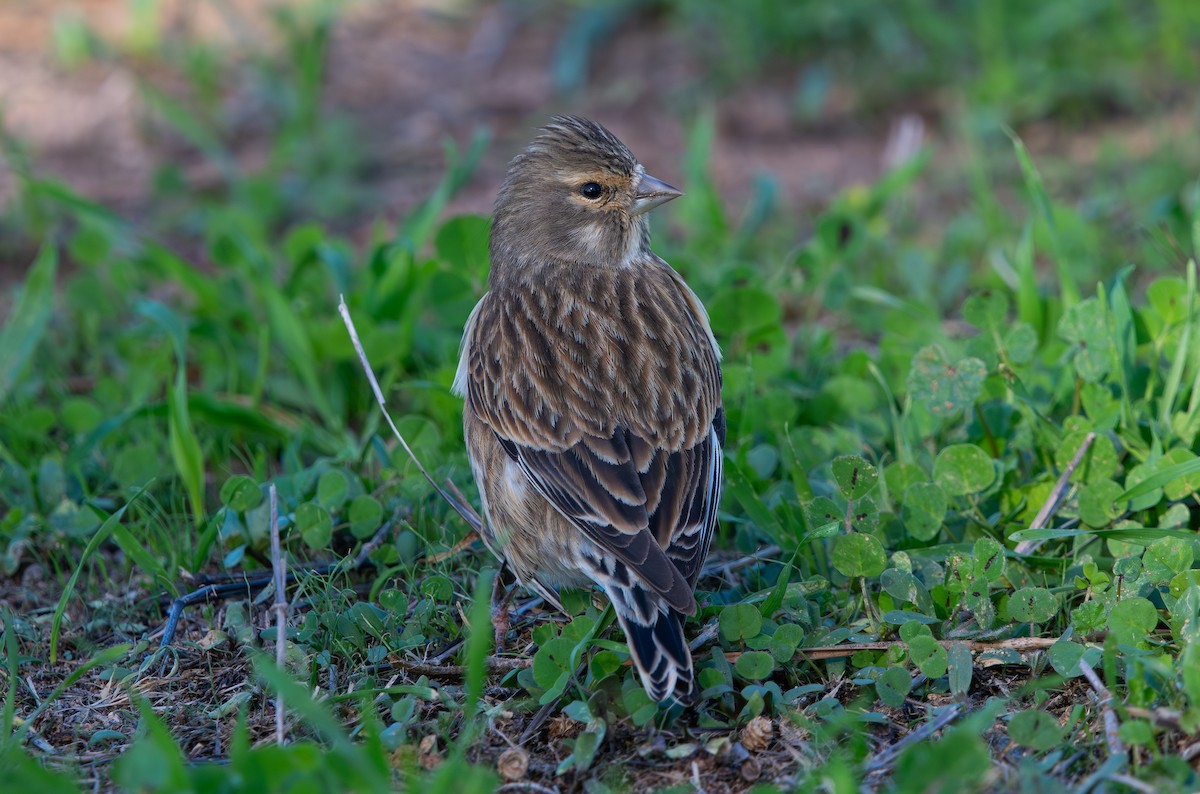 Eurasian Linnet - ML646409744