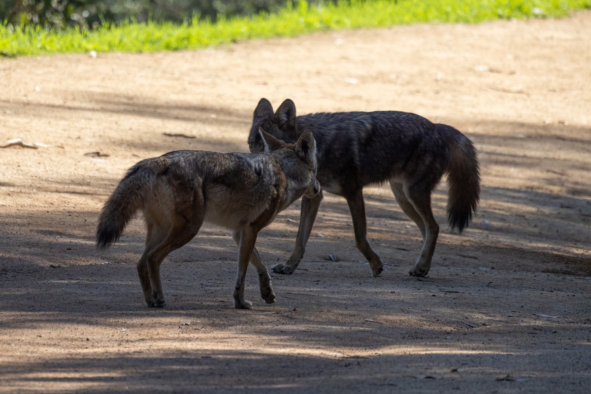 Coyote - ML646409745