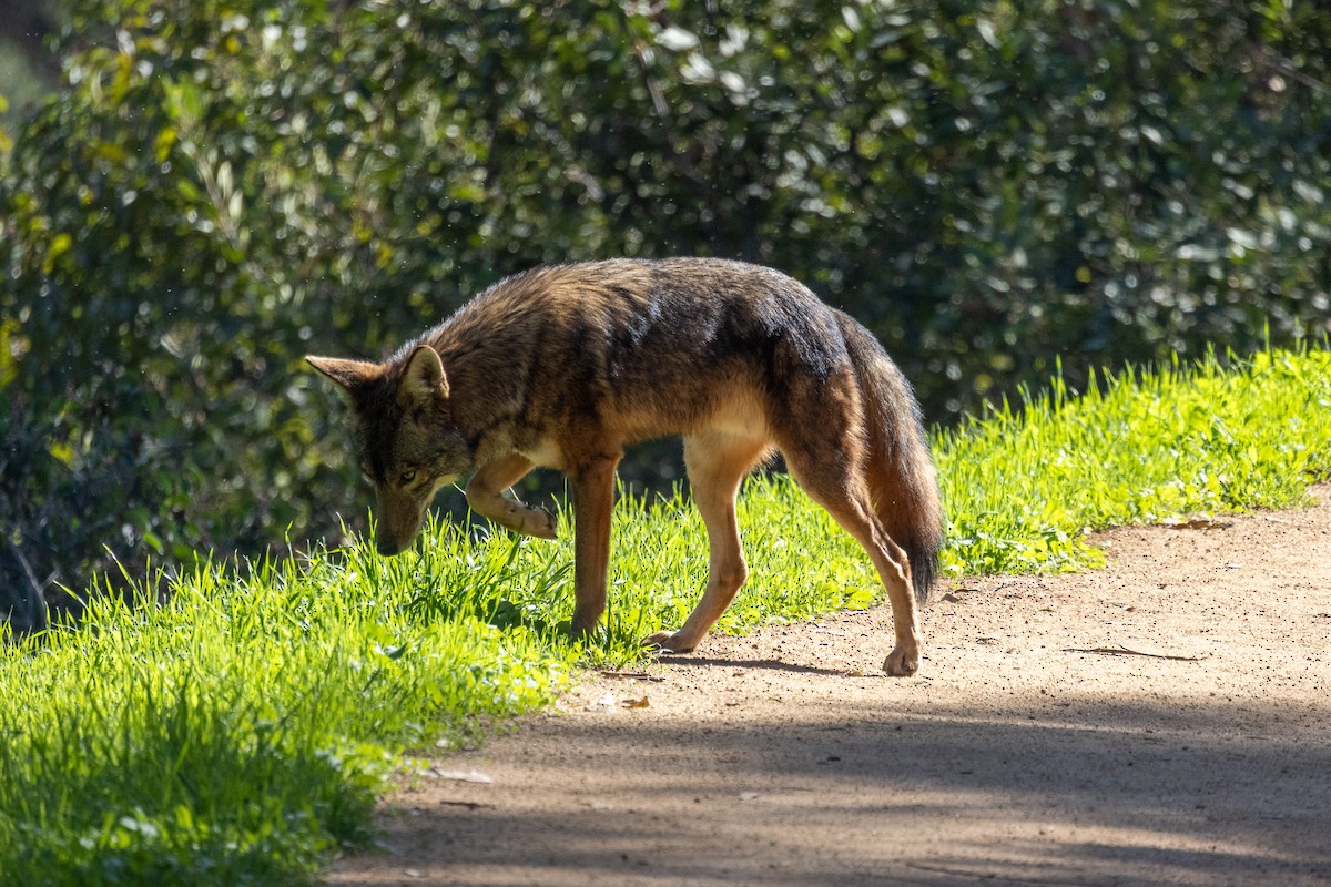 Coyote - ML646409746