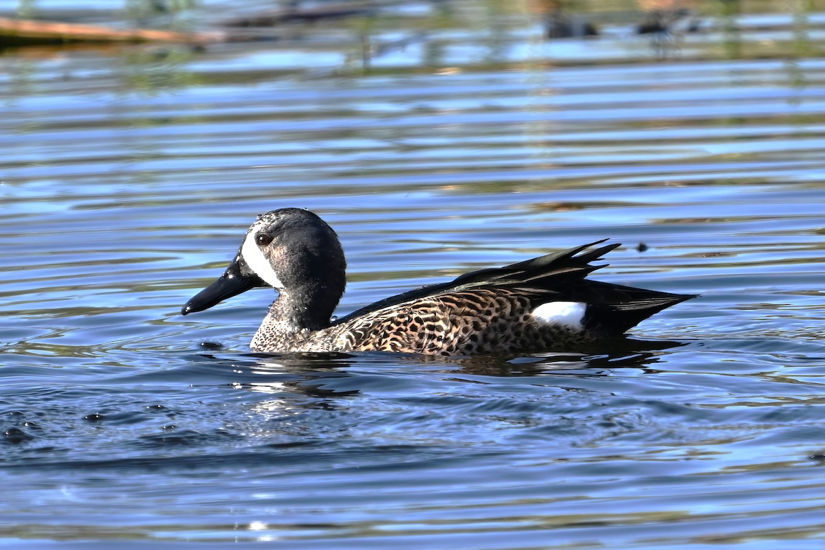 Blue-winged Teal - ML646409747