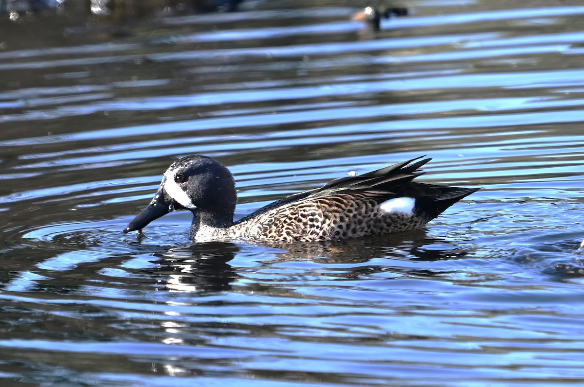Blue-winged Teal - ML646409748