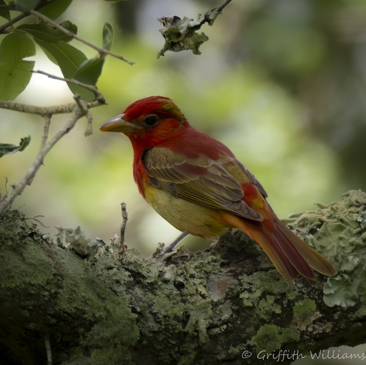 Summer Tanager - ML646409749
