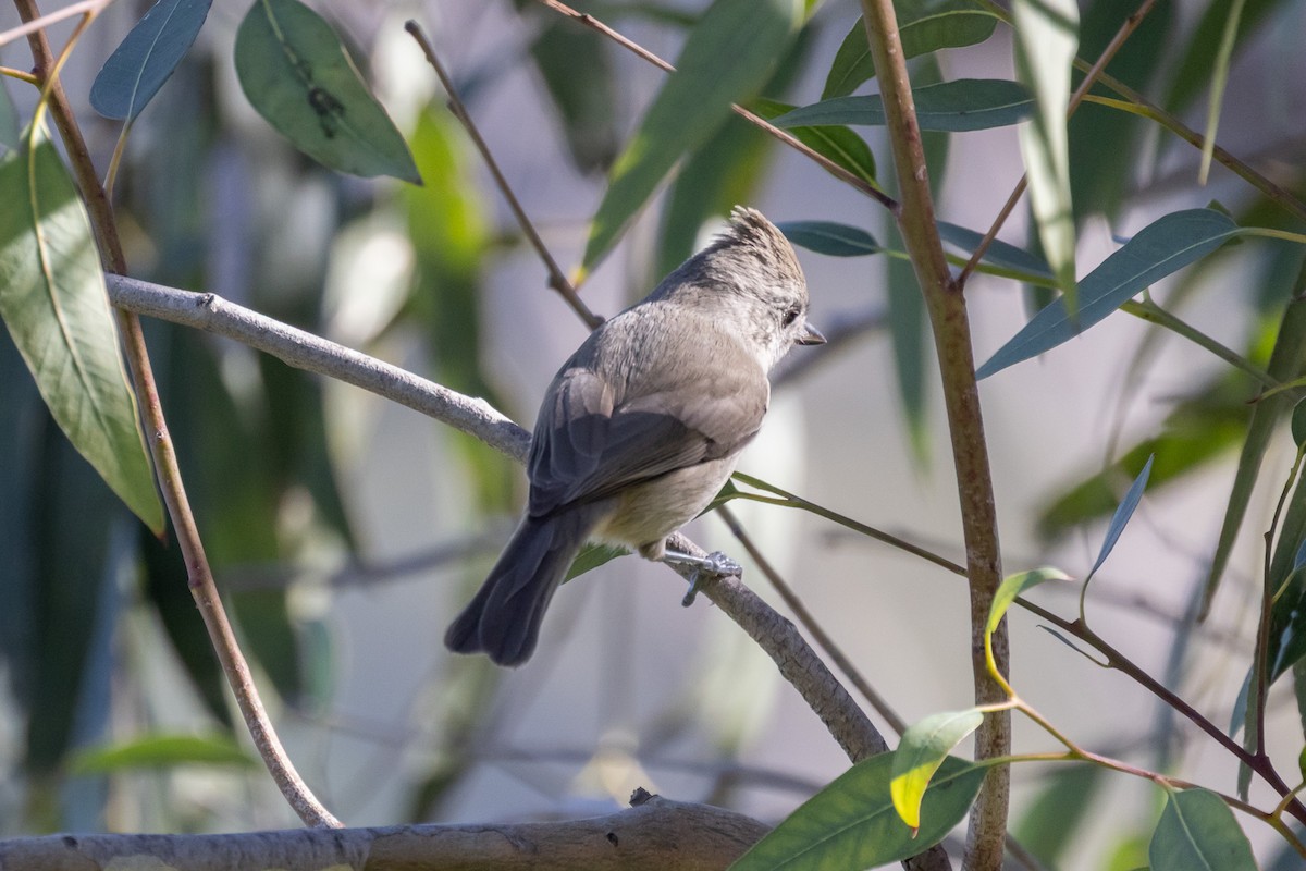 ハイエボシガラ - ML646409750