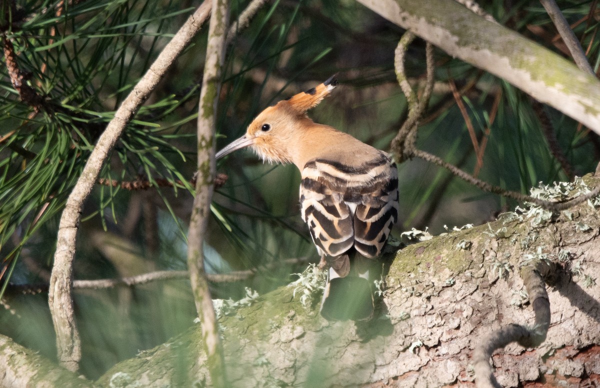 Common Hoopoe - ML646409751