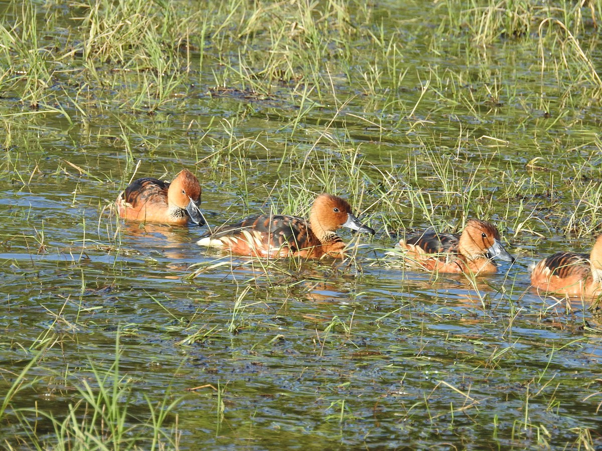 Fulvous Whistling-Duck - ML646409752