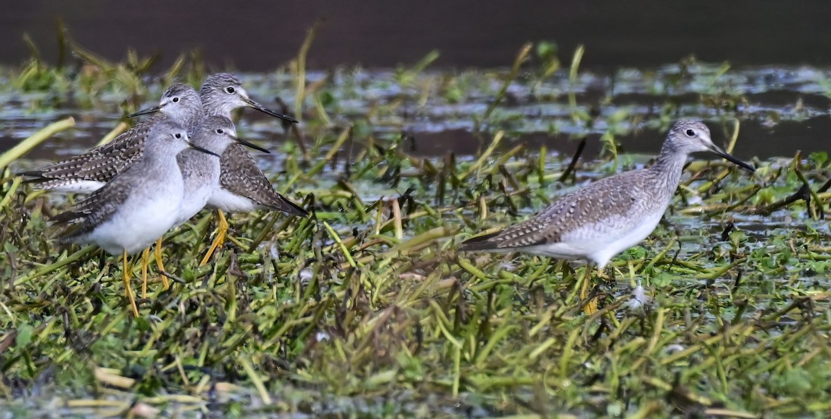 Kuliska hankahori handia - ML646409753