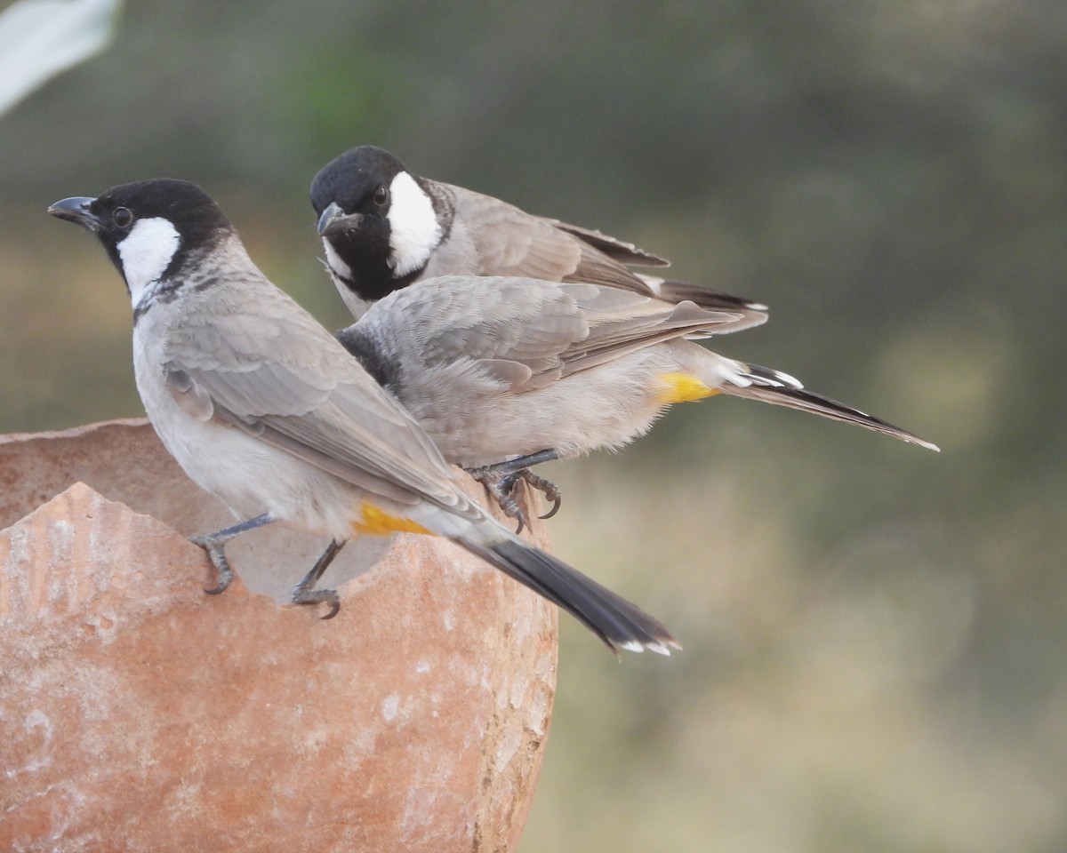 bulbul bělouchý - ML646409754