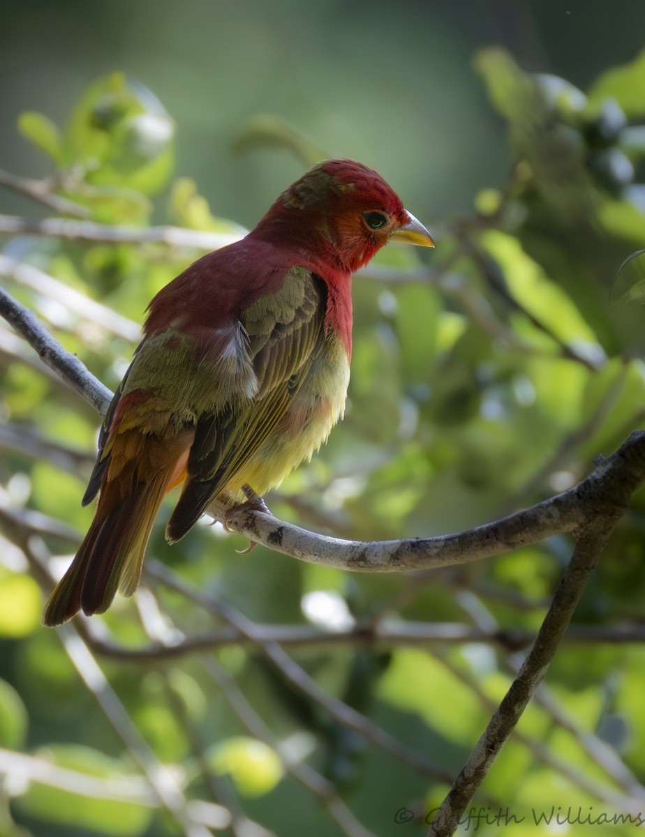 Summer Tanager - ML646409755