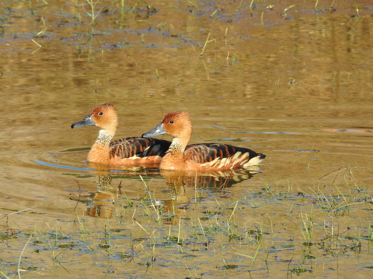 Fulvous Whistling-Duck - ML646409757
