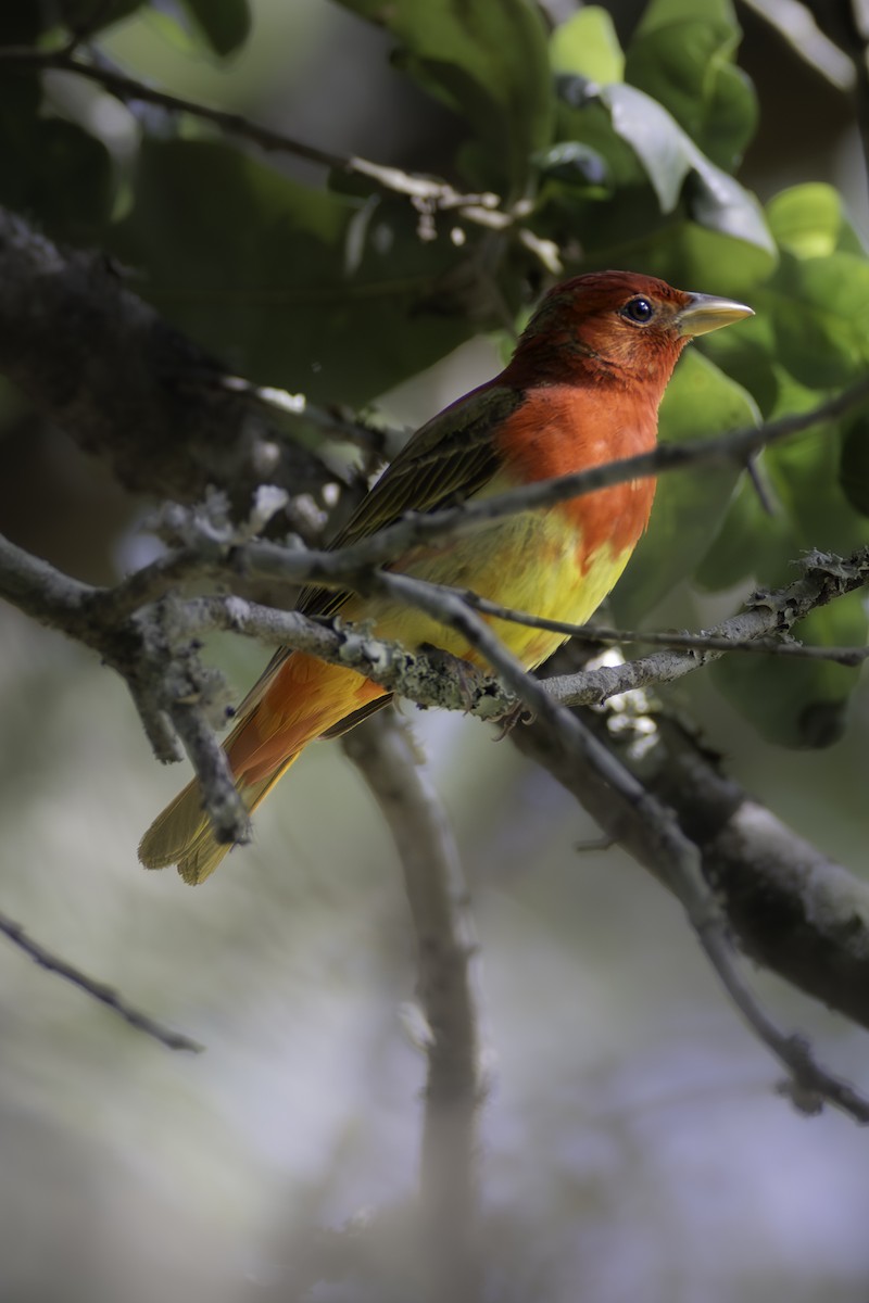 Summer Tanager - ML646409761