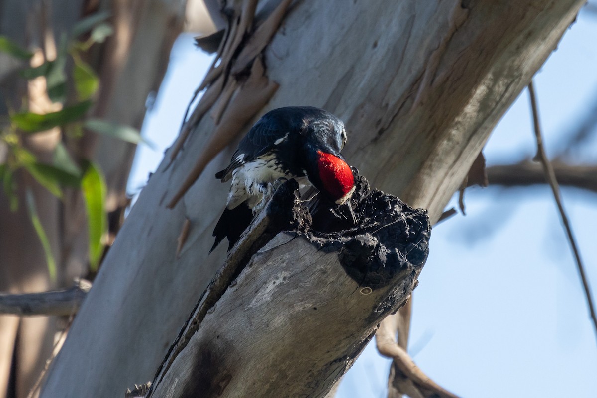 Acorn Woodpecker - ML646409762