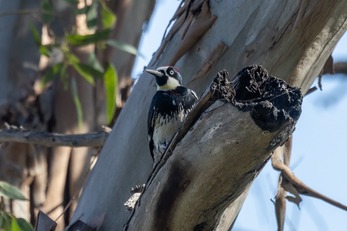 Acorn Woodpecker - ML646409763