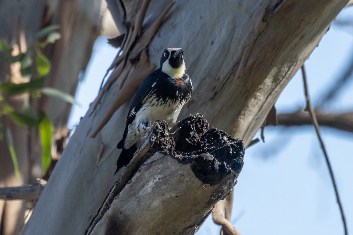 Acorn Woodpecker - ML646409764