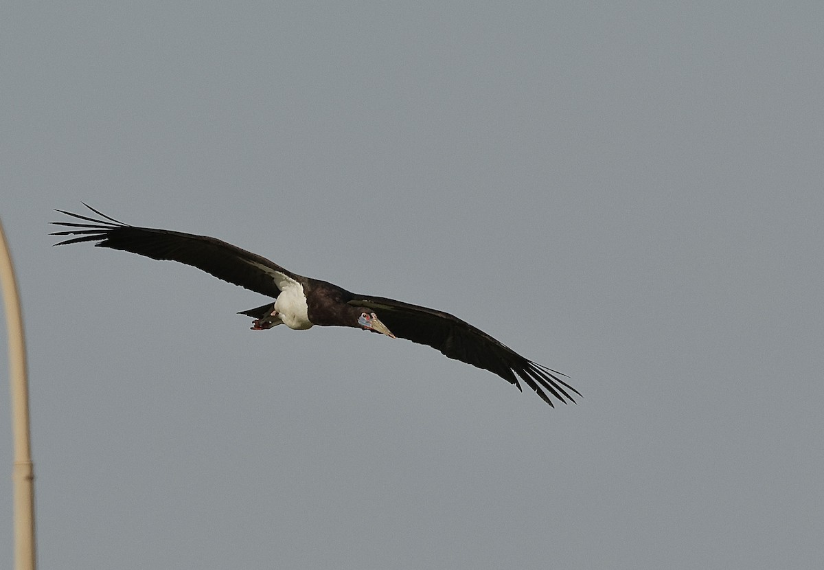 Abdim's Stork - ML646409765