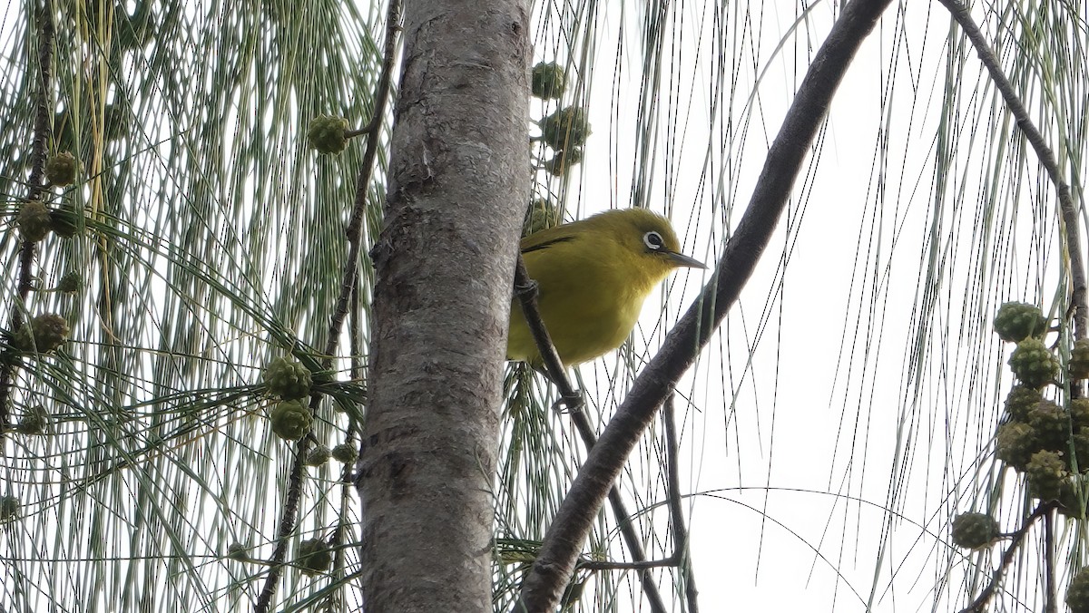 Lemon-bellied White-eye - ML646409766
