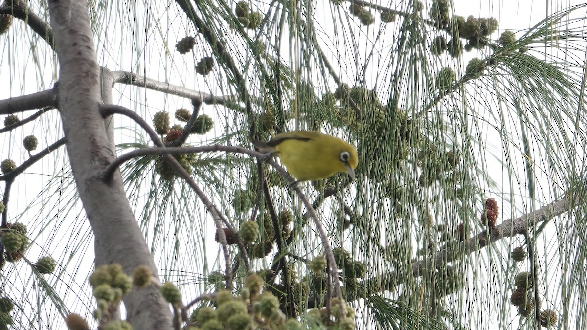 Lemon-bellied White-eye - ML646409767