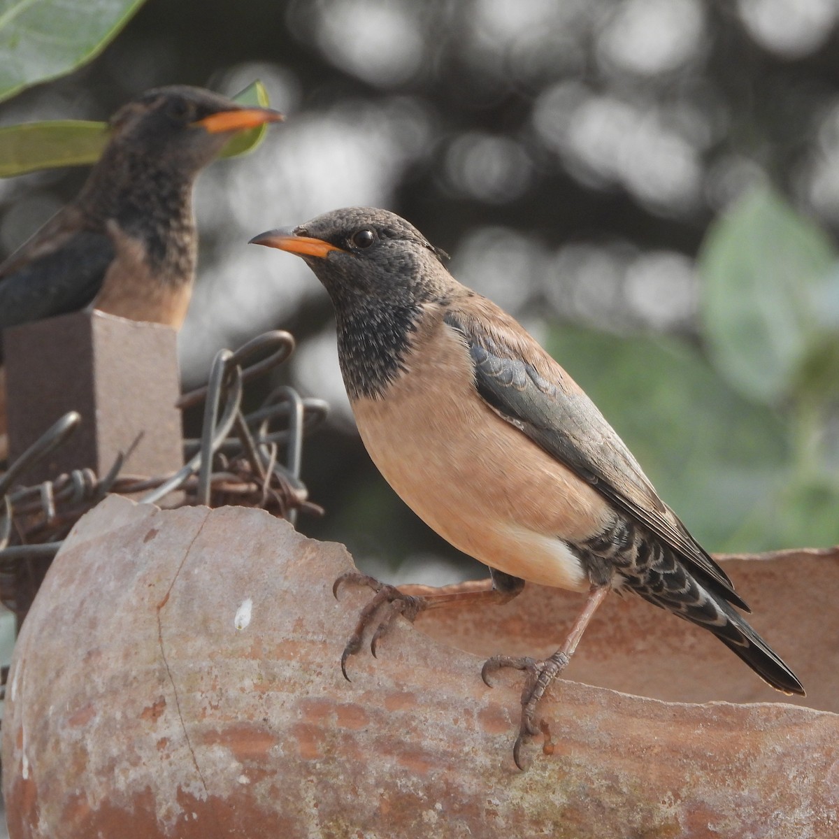 špaček růžový - ML646409770