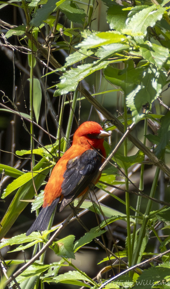 Scarlet Tanager - ML646409771