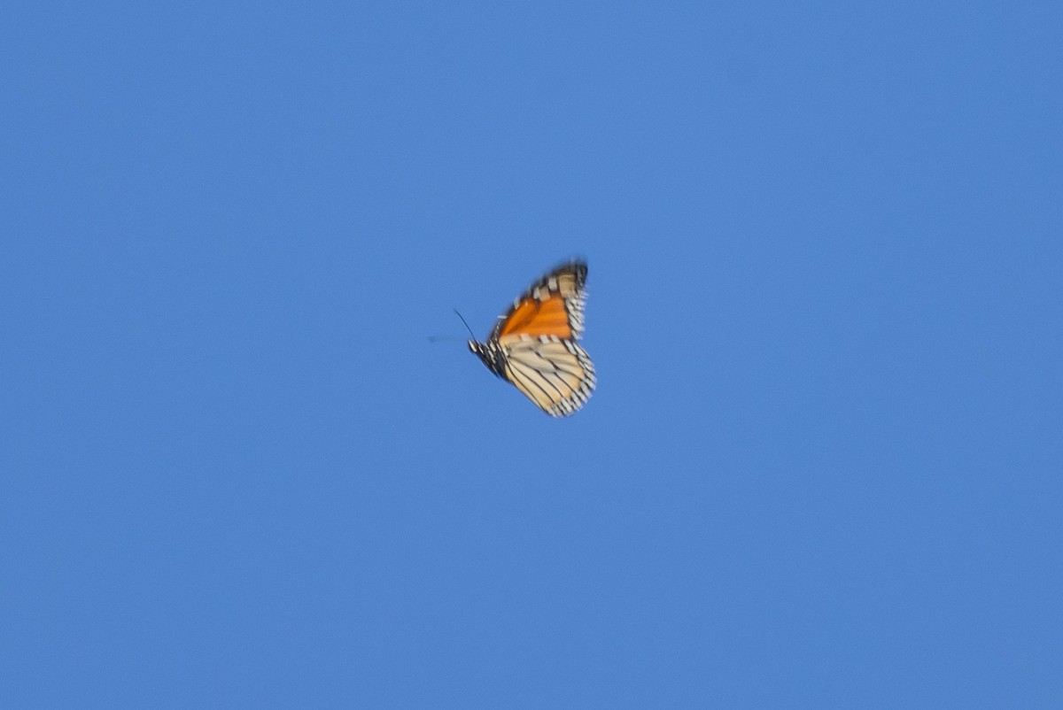 Monarch - ML646409775