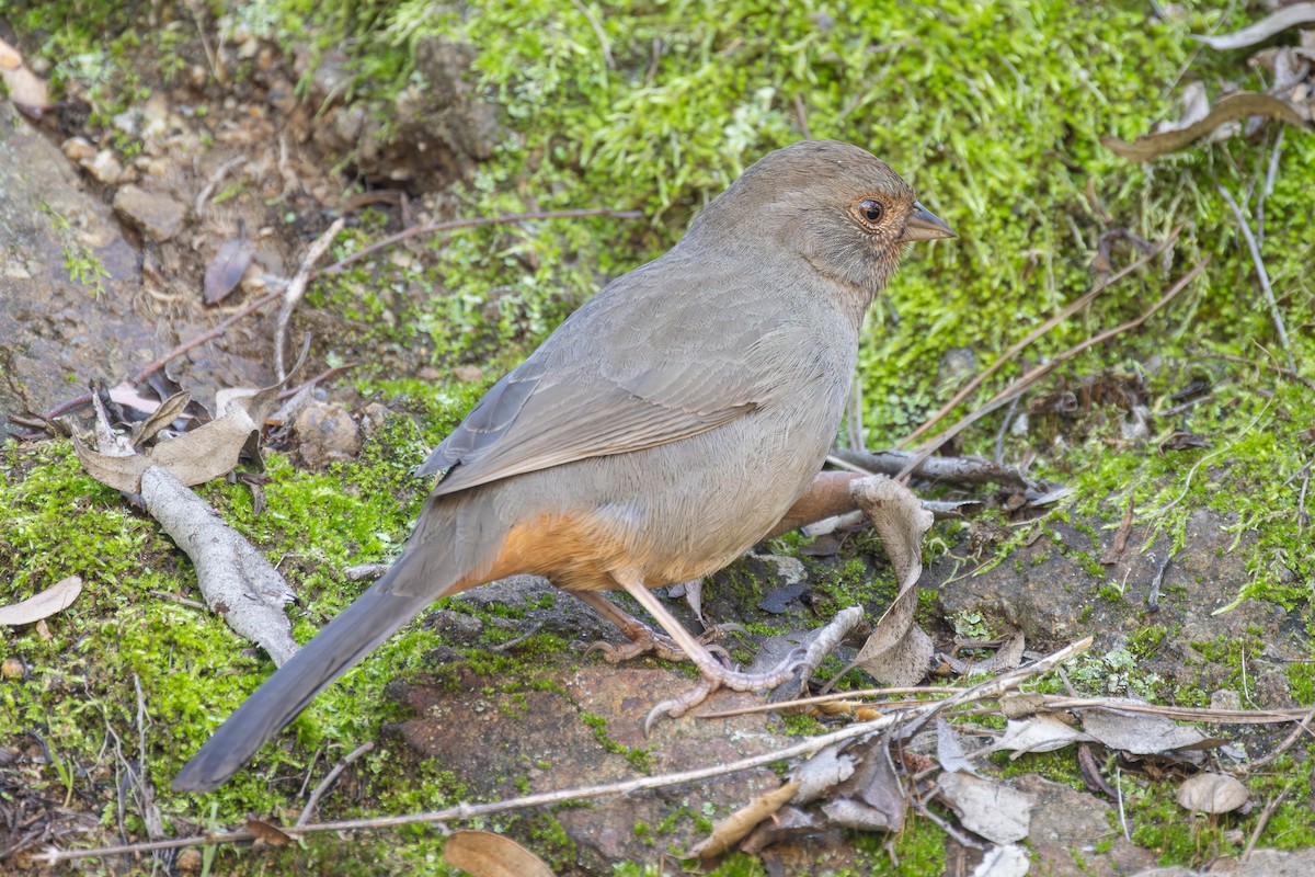 California Towhee - ML646409776