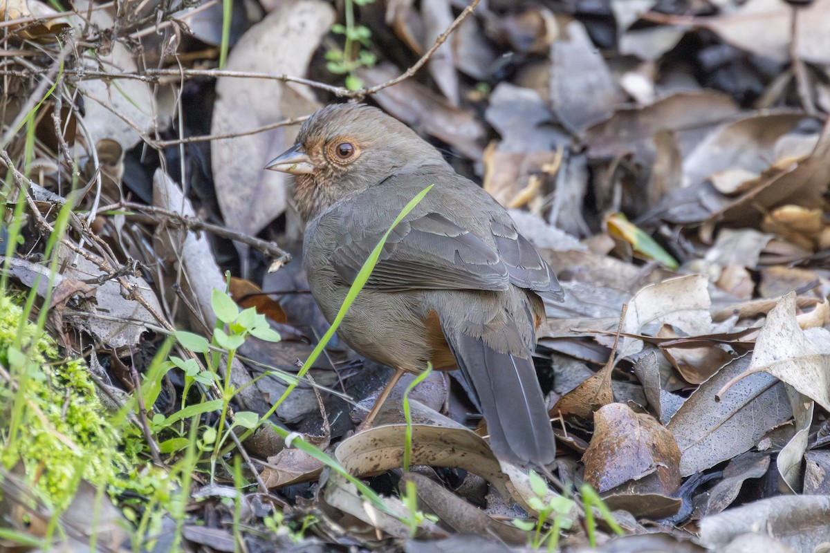 California Towhee - ML646409777