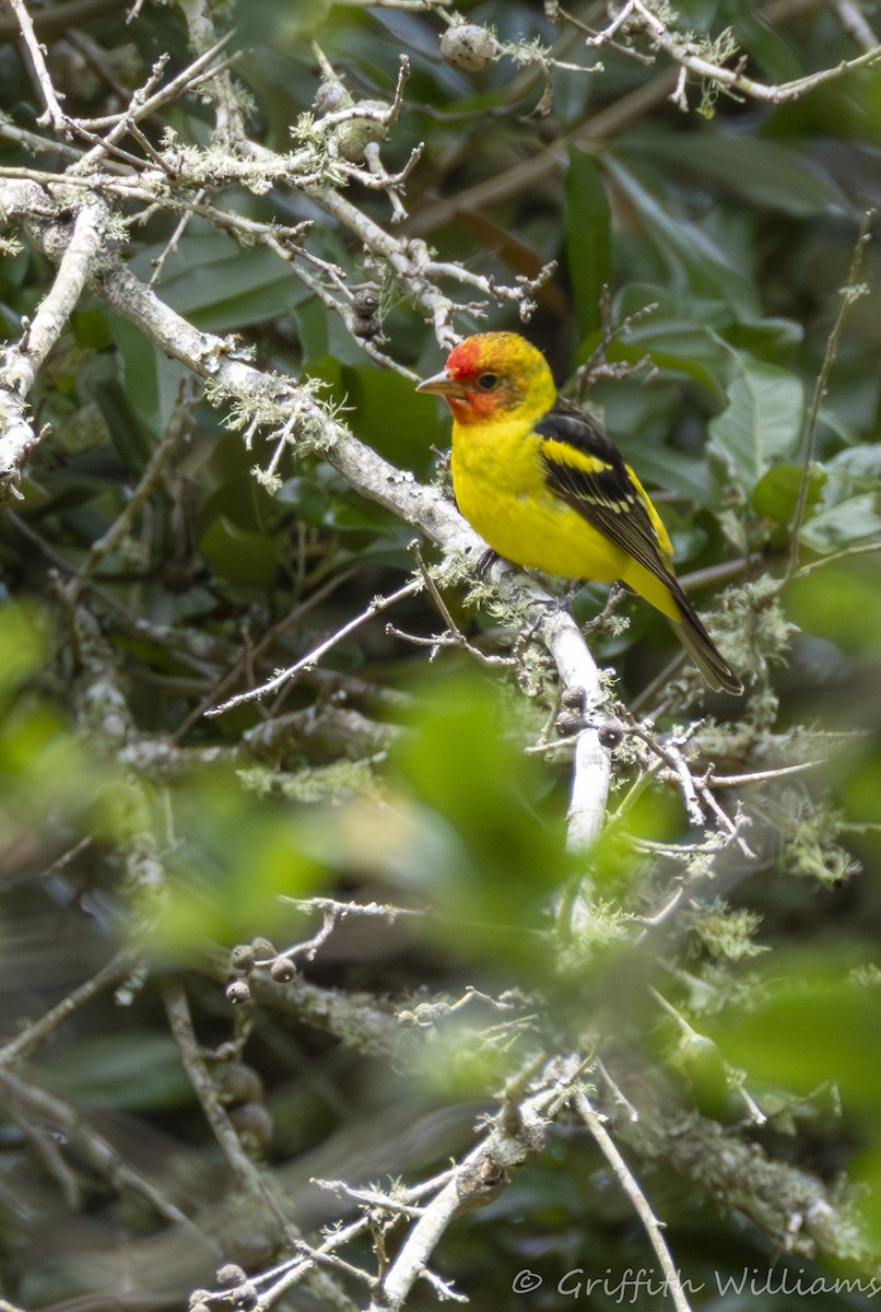 Western Tanager - ML646409781