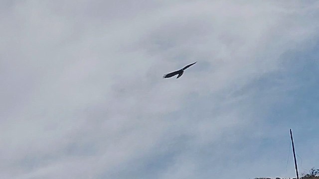 Канюк неоарктичний (підвид calurus/alascensis) - ML646409782