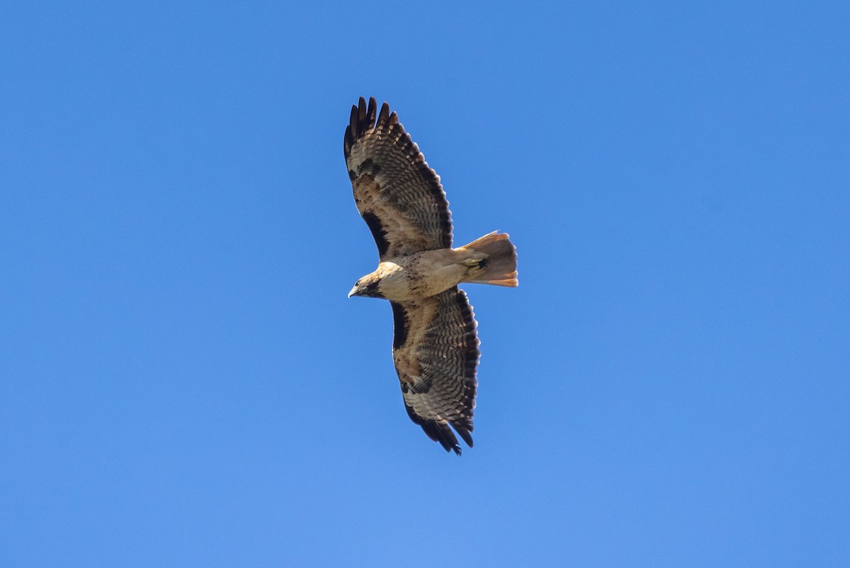 Red-tailed Hawk - ML646409783