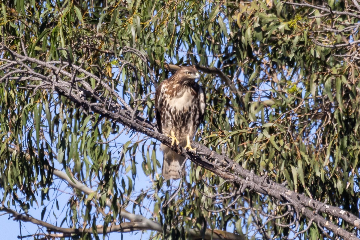 Red-tailed Hawk - ML646409784