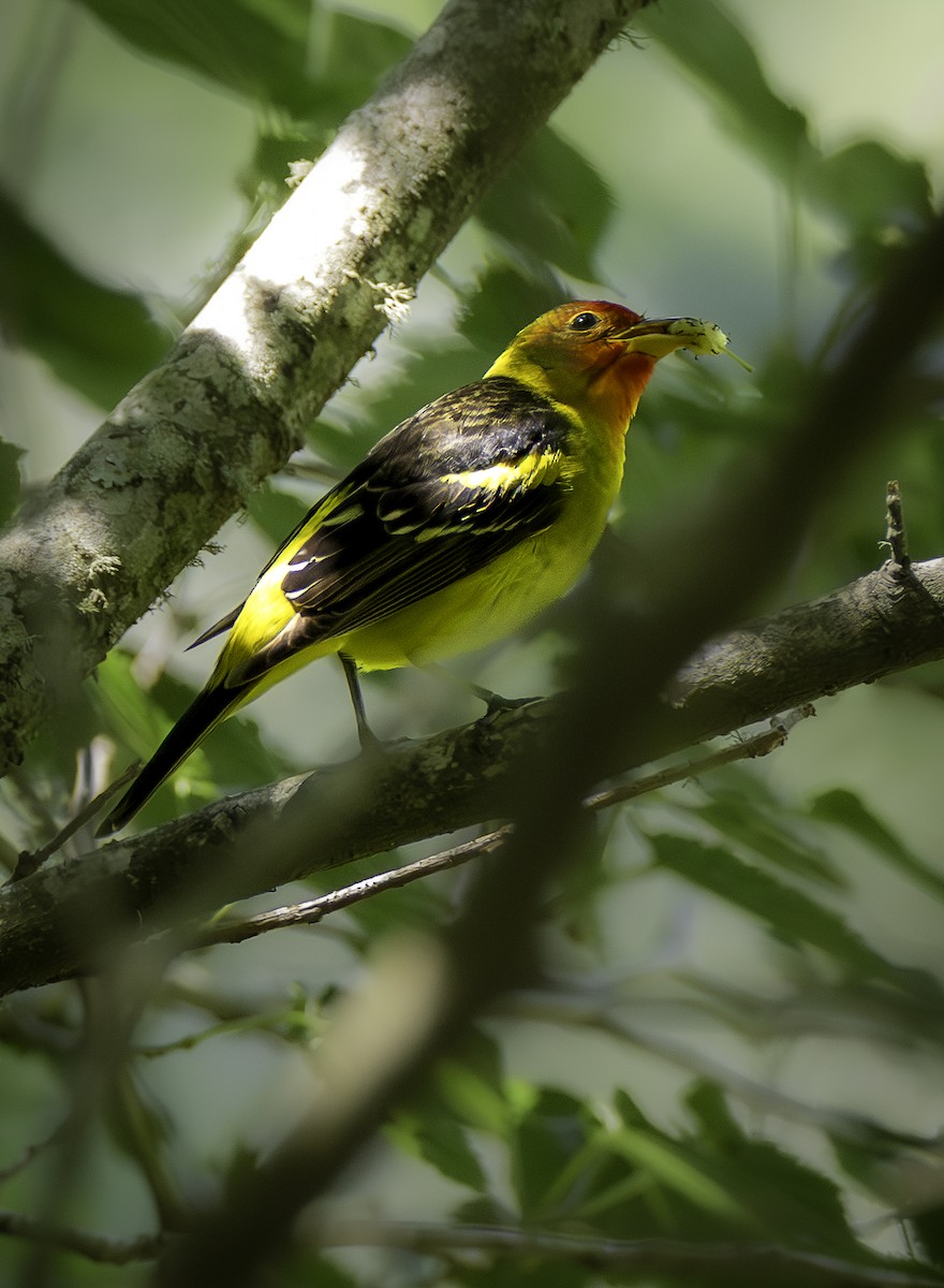 Western Tanager - ML646409785