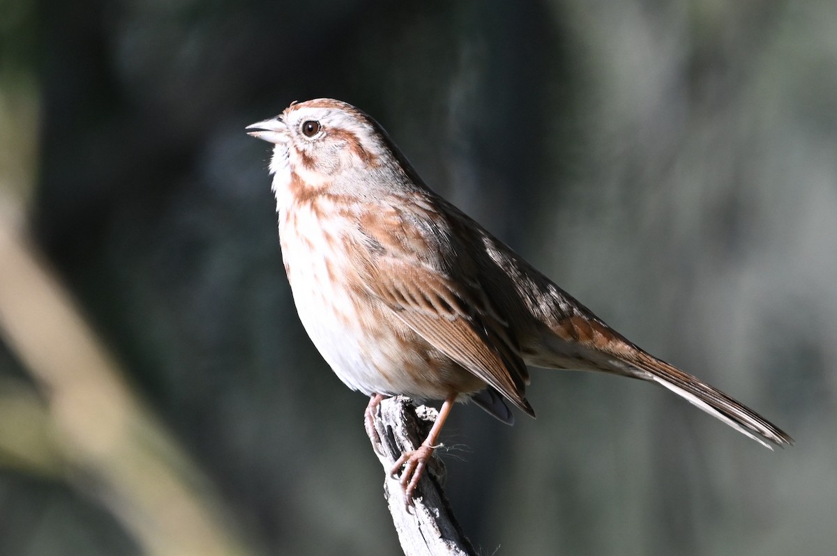 Song Sparrow - ML646409786